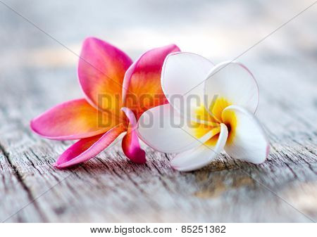 Plumeria Flowers