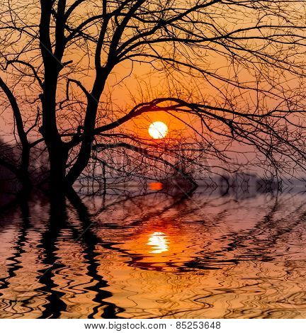 Evening sunset sun and tree with water reflection 