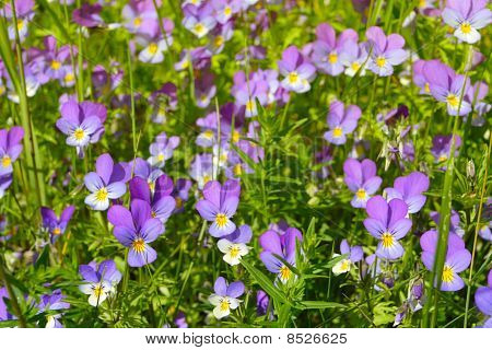 Pansies