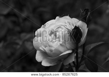 Black And White Rose And Bud
