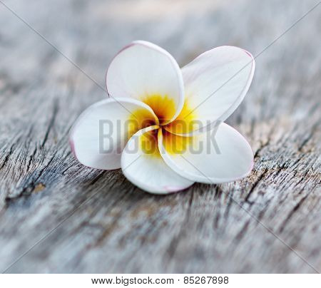 White Plumeria