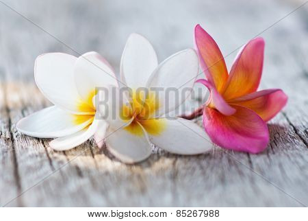 plumeria flower