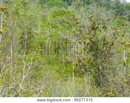 Trees In The Jungle In South America