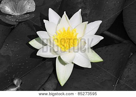 White And Yellow Lilly With Black And White Background