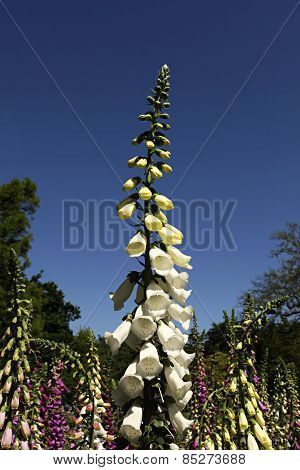 White Foxglove