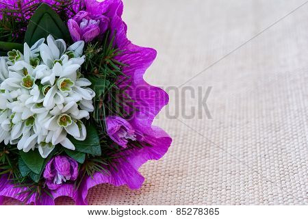 Snowdrop flowers bouquet with fir twigs