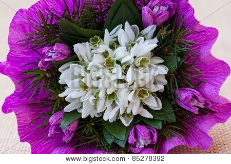 Snowdrop flowers bouquet with fir twigs