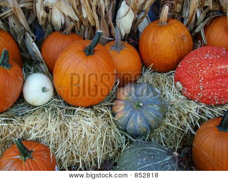 FallFruit0002