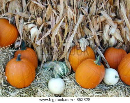 FallFruit0004