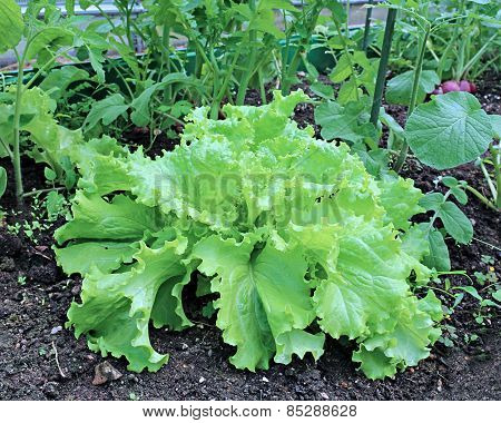 Plant Leafy Lettuce In The Gardenbed