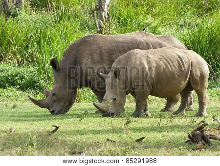 two rhinos