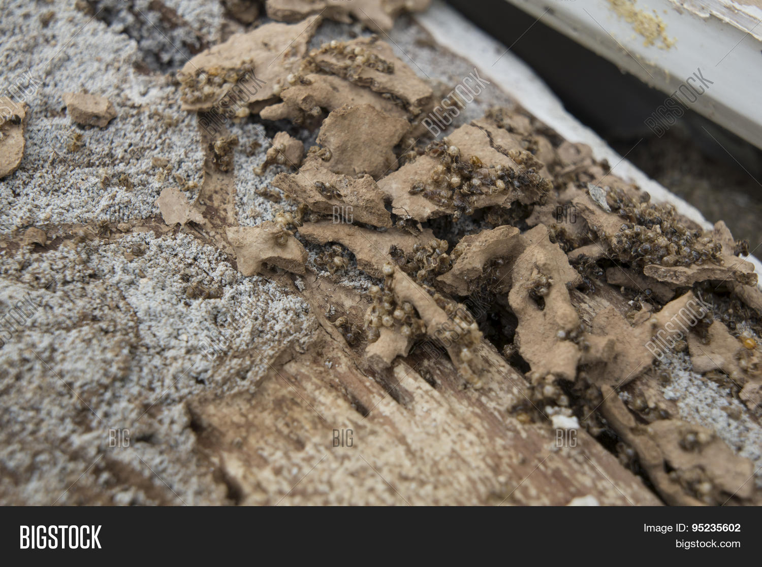 Termite Damage Rotten Image & Photo (Free Trial) Bigstock