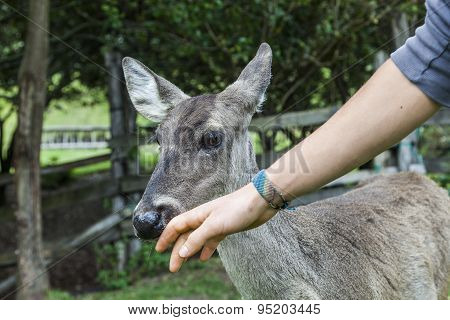 Whitetail famele deer hatchery