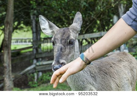 Whitetail famele deer hatchery