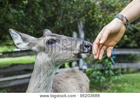 Whitetail famele deer hatchery