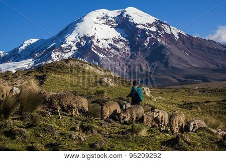 Chimborazo Volcano And Sheep