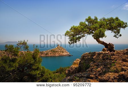 Relic Juniper Growing On The Rock. On A Background The Cape Kapchik. Crimea.