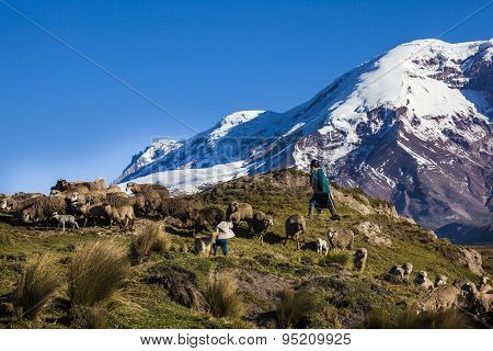 Chimborazo Volcano And Sheep