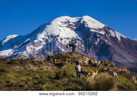 Chimborazo Volcano And Sheep