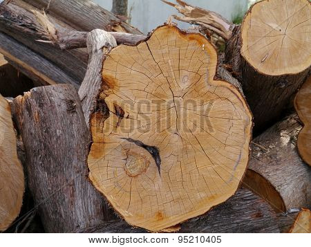 A  stack of freshly cut trees