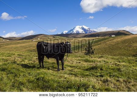 Pastures For Wild Cattle In Chimborazo