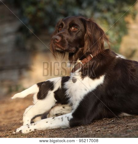 Small Munsterlanderbitch With Puppies