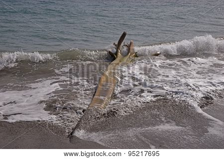 Wooden flotsam on caribbean beach