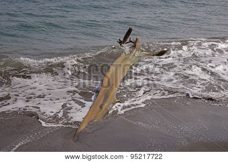 Wooden flotsam on caribbean beach