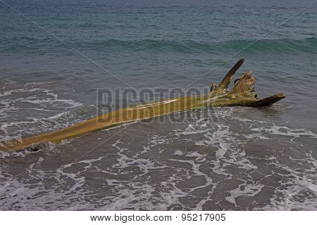 Wooden flotsam on caribbean beach