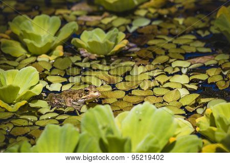 Green Frog In A Wetland