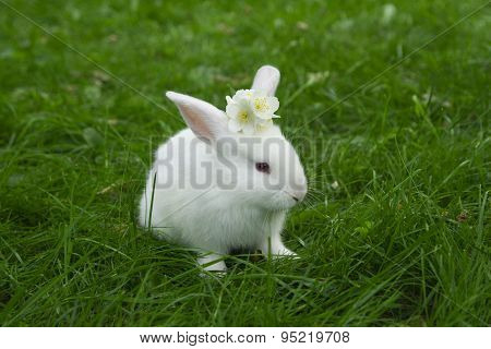 little white bunny sitting in green grass with jasmine