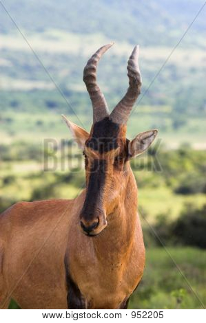 Hartebeest rojo