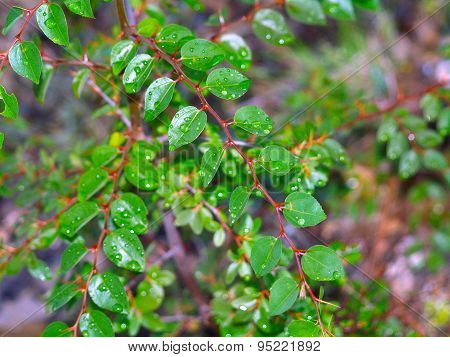 Dewdrops On Leaves