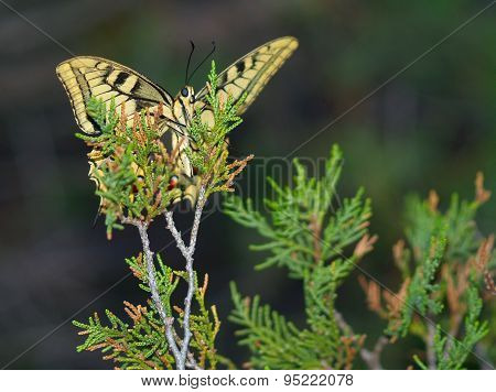 Evening Butterfly On A Branch Of A Coniferous Tree
