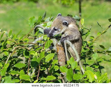 South American coati (Nasua nasua) baby