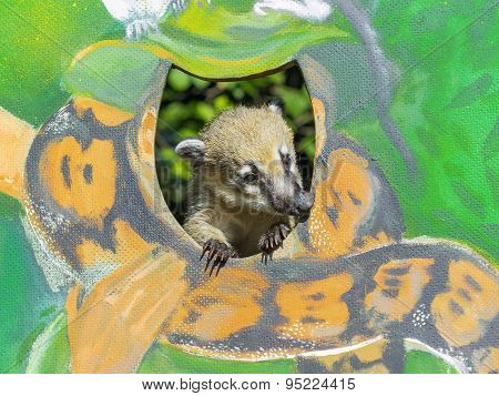 Baby Coati On A Painted Wall