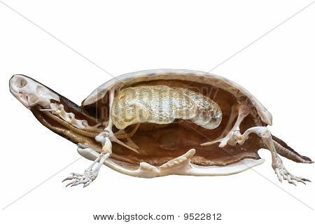 เต่า dissected ยัดไส้