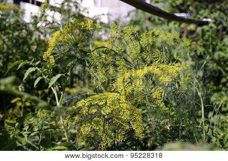 Dill flower