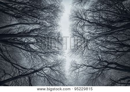 Winter Branches
