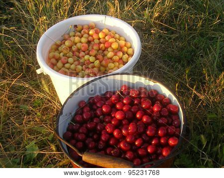 Sweet Cherry In A Bucket
