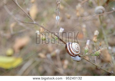 Little Snail