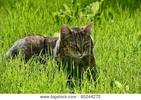 Greyish-brown cat in the grass on a sunny meadow.