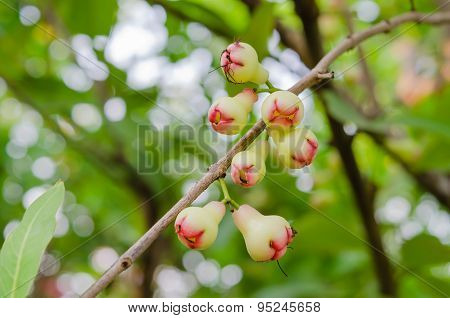 Rose Apples