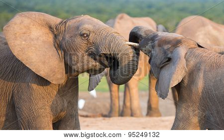 African Elephant Greeting