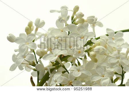 White Lilac