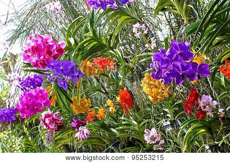 Blooming Gorgeous Garden Of Orchids In A Greenhouse