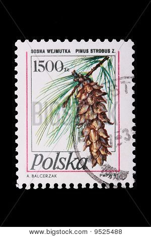 Polen - Circa 1978: Et stempel fyrretræ