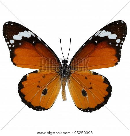 Plain Tiger Butterfly