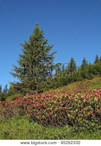 Alpenrosen And Spruce
