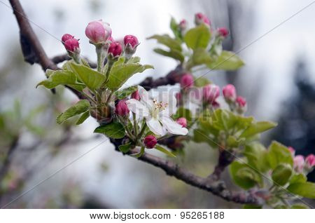 Picture of a Apple tree in blossom. Fruit orchard.